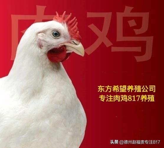 817肉杂毛鸡行情（棚前价格）12月7日 